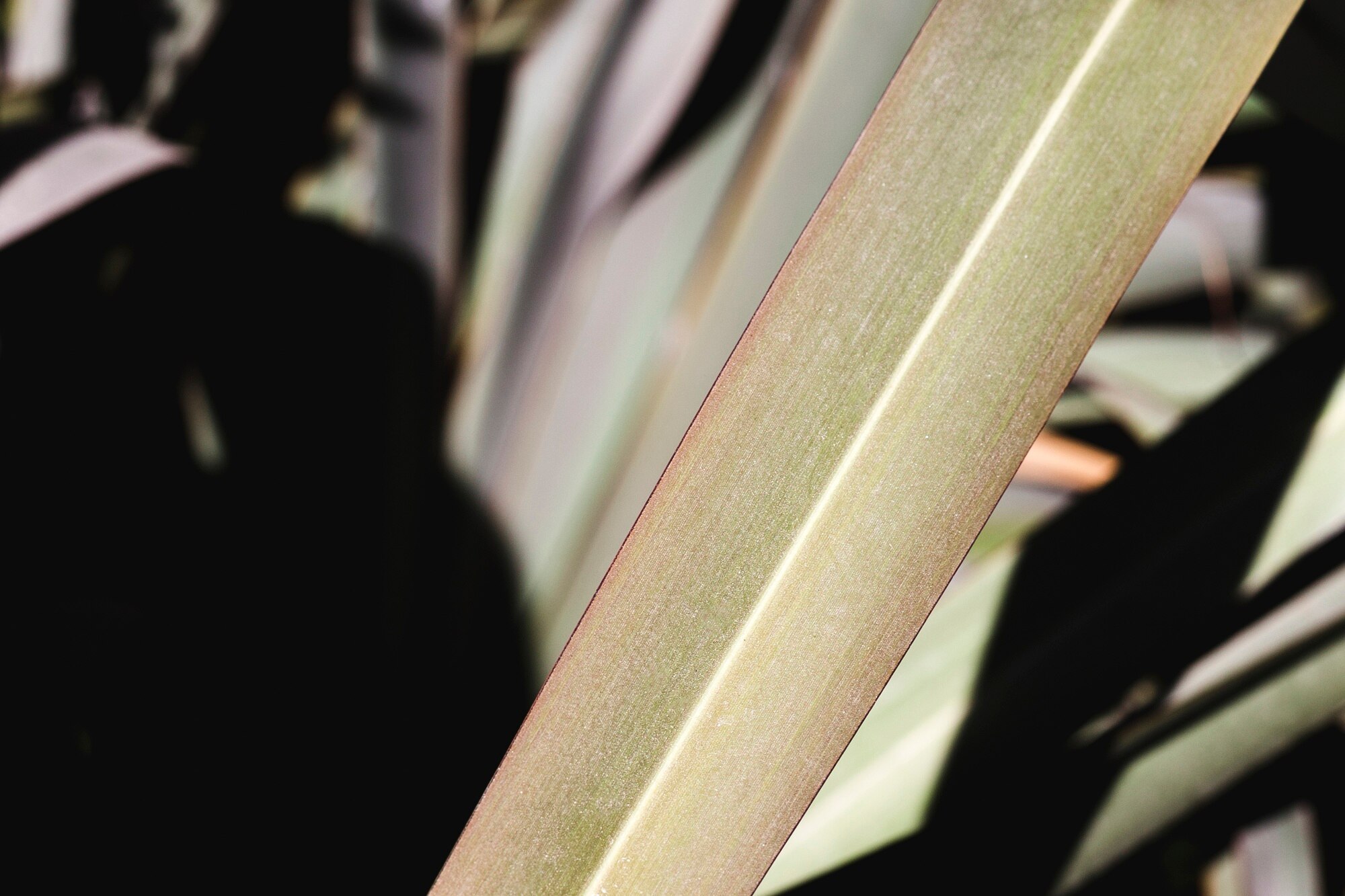 Detalle de plantas y luz suave